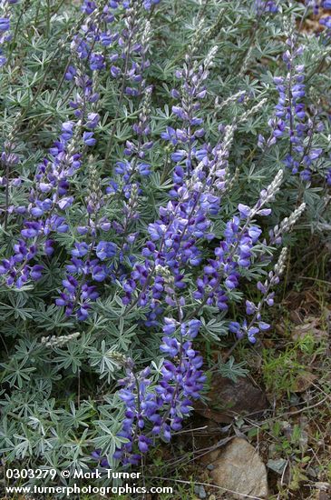 Silky Lupine