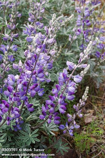 Silky Lupine blossoms & foliage