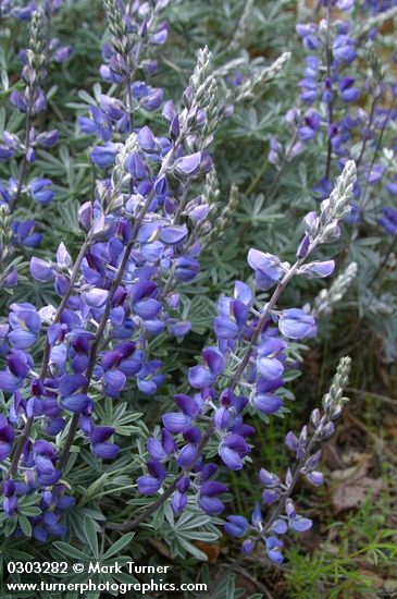 Silky Lupine blossoms & foliage