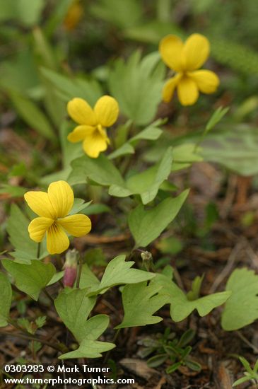 Pine Violet blossoms & foliage