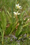 Cream Fawn Lily above Dwarf Ceanothus