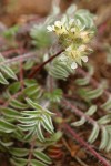 Carrot-leafed Horkelia blossoms & foliage detail