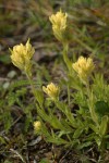 Yellow Indian Paintbrush