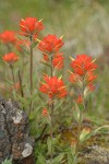 Orange Indian Paintbrush