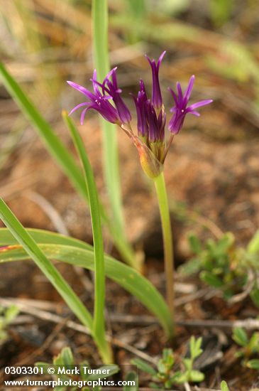 Onion blossoms & foliage