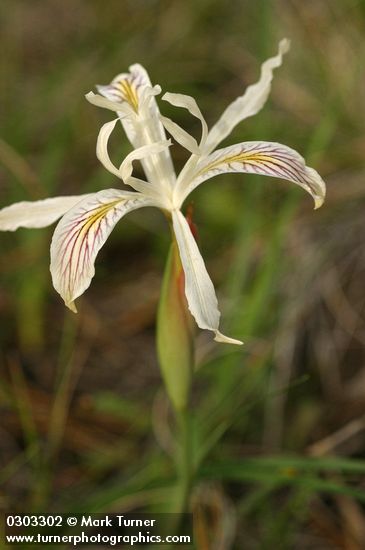 Slender-tubed Iris blossom