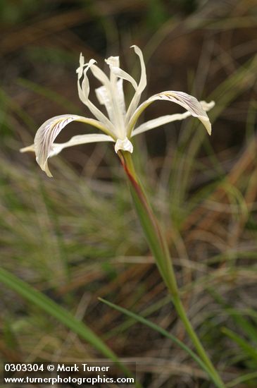 Slender-tubed Iris blossom