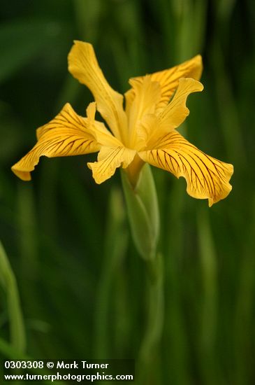 Golden Iris blossom detail