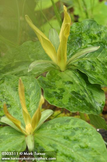 Trillium kurabayashii blossoms & foliage detail