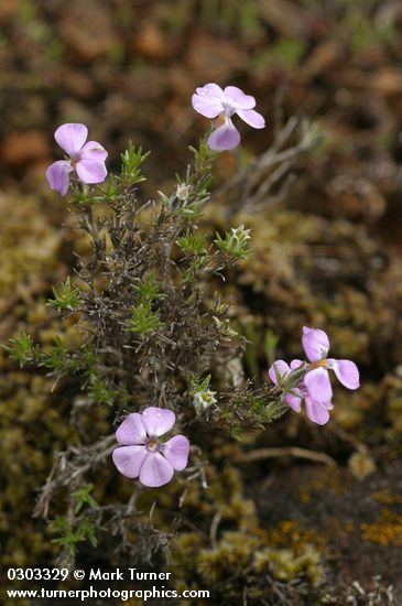 Spreading Phlox