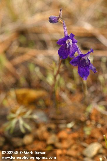 Coast Delphinium