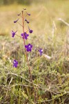 Slim Larkspur