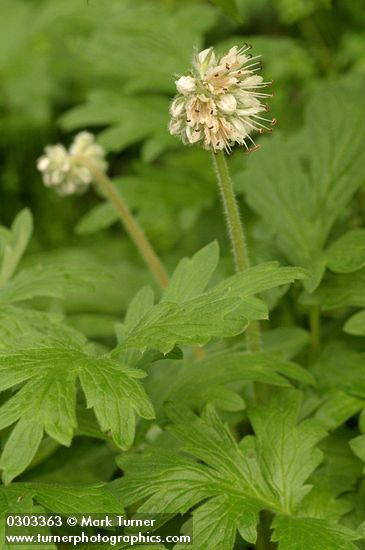Fendler's Waterleaf blossoms & foliage