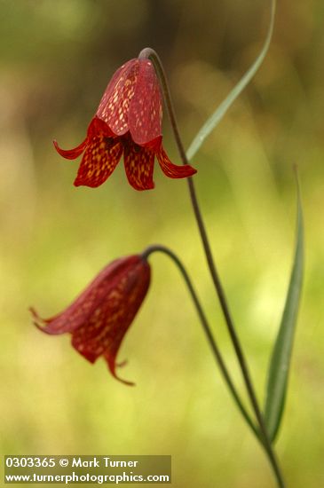 Gentner's Fritillary blossoms detail