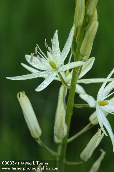 Great Camas (white form) blossoms detail after rain