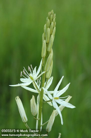 Great Camas (white form) blossoms after rain