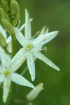 Great Camas (white form) blossoms detail after rain