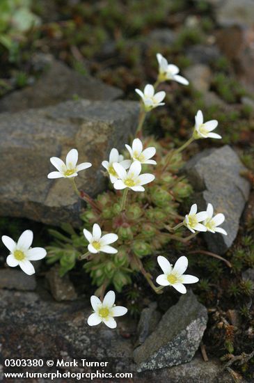 Tufted Saxifrage