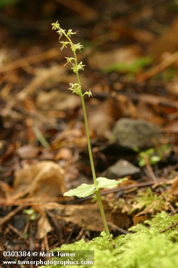 Heart-leaf Twayblade