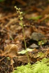 Heart-leaf Twayblade