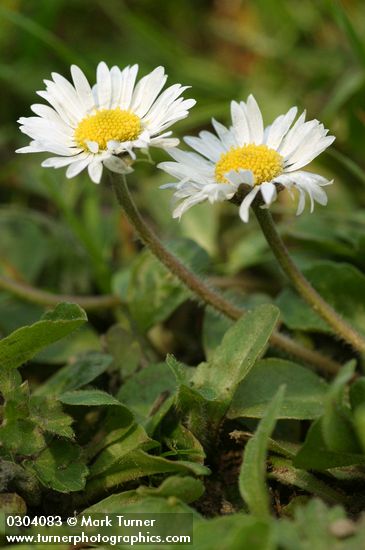 English Daisies blossoms & foliage