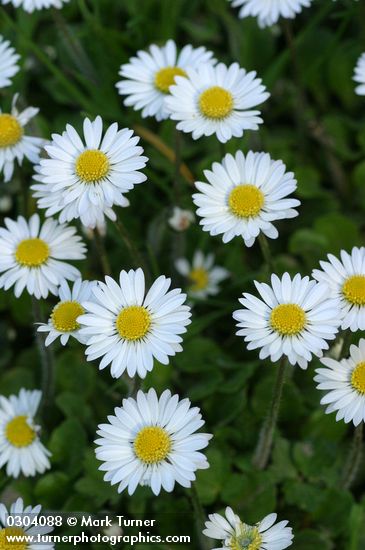 English Daisies