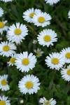 English Daisies