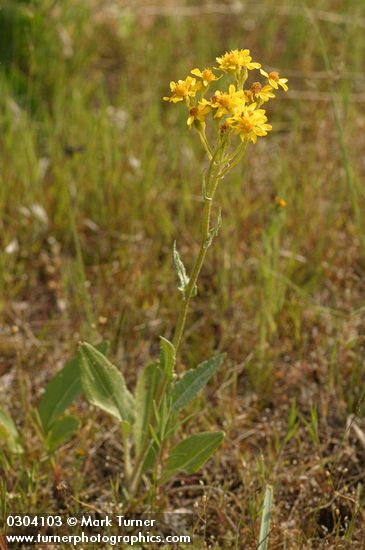 Western Groundsel (yellow form)