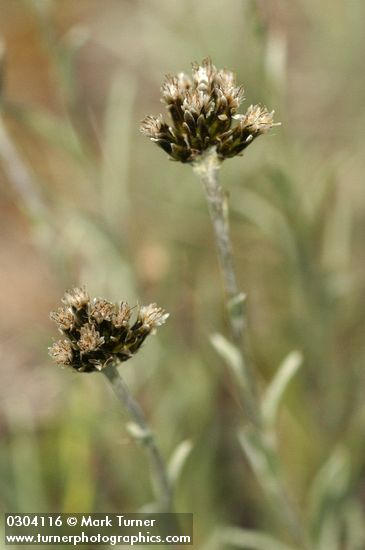 Narrowleaf Pussytoes (female flowers) detail