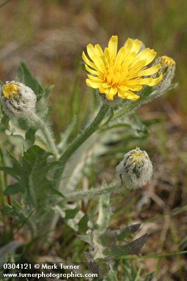 Low Hawksbeard