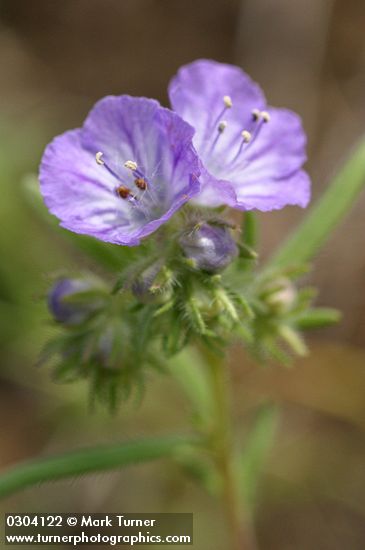 Thread-leaf Phacelia blossoms detail