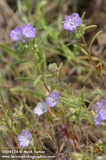 Thread-leaf Phacelia