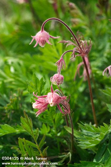 Purple Avens (Prairie Smoke) blossoms & foliage