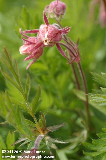 Purple Avens (Prairie Smoke) blossoms & foliage