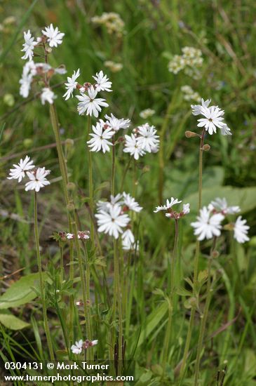 Small-flowered Prairie Stars