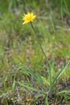 Nodding Microseris