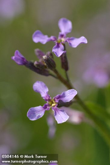 Blue Mustard blossoms detail