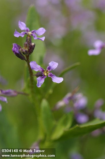 Blue Mustard blossoms