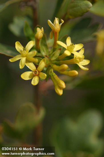 Golden Currant blossoms