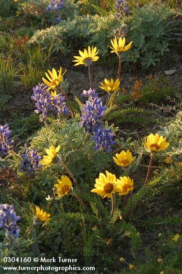 Hooker's Balsamroot & Prairie Lupines at sunset