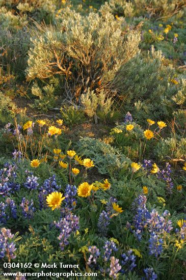 Hooker's Balsamroot among Prairie Lupines & sagebrush at sunset