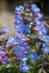 Sand-dune Penstemon