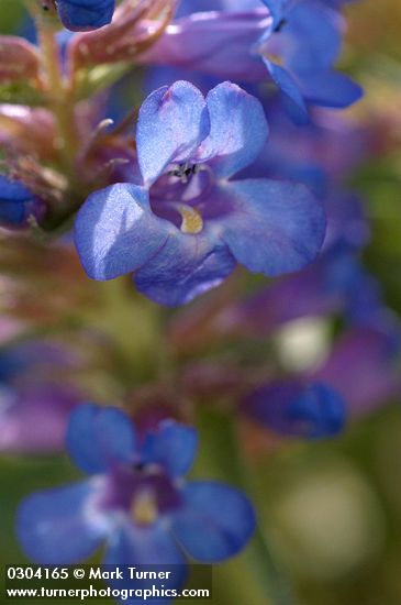 Sand-dune Penstemon blossoms detail