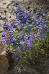 Sand-dune Penstemon
