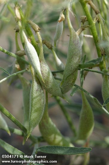 The Dalles Milk-vetch immature fruit detail