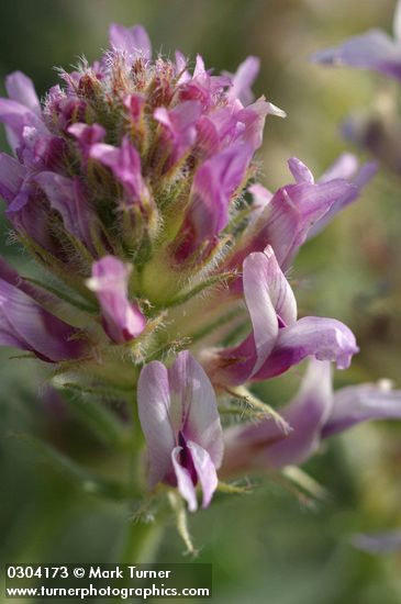 Columbia Milk-vetch blossoms detail
