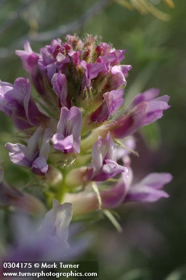 Columbia Milk-vetch blossoms detail