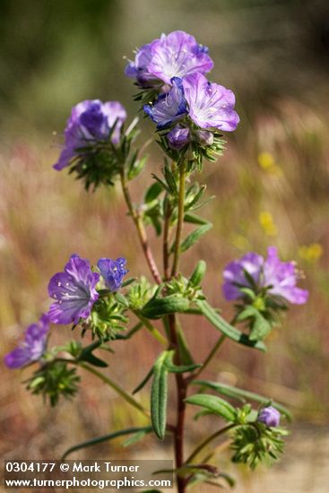 Thread-leaf Phacelia