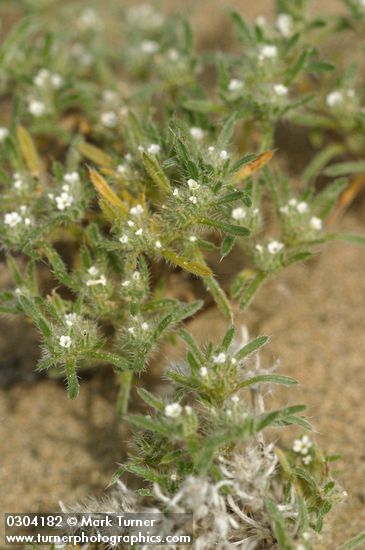 Opening Cryptantha