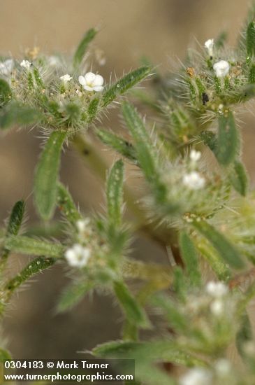 Opening Cryptantha blossoms & foliage detail